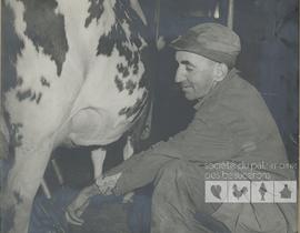 Albert Lambert devant une vache se faisant traire